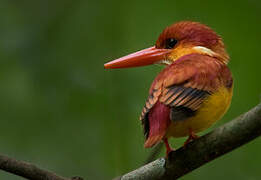 Rufous-backed Dwarf Kingfisher