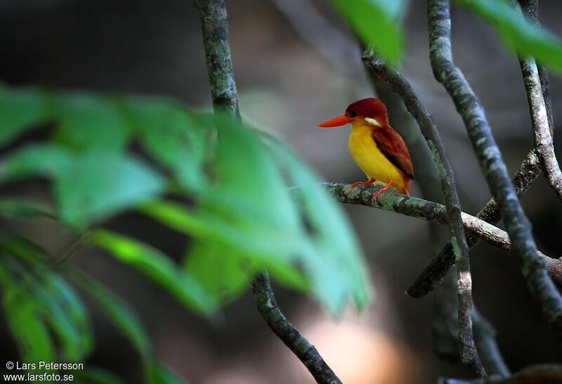 Rufous-backed Dwarf Kingfisheradult, identification