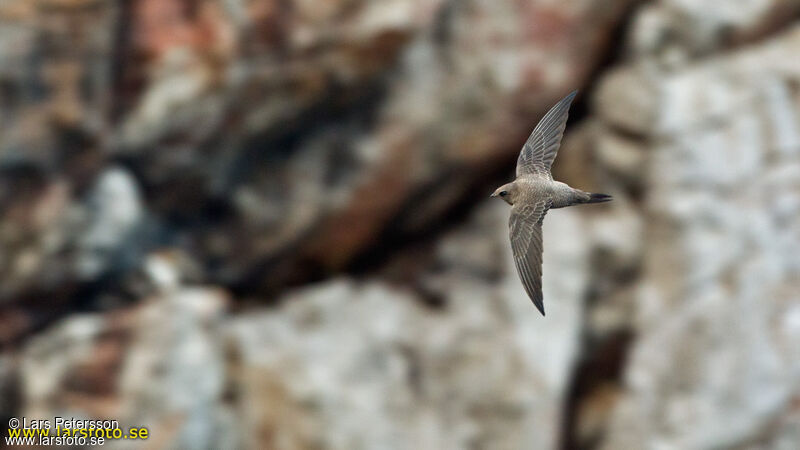 Pallid Swift