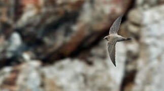 Pallid Swift