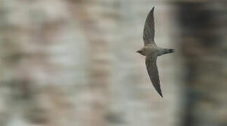 Pallid Swift