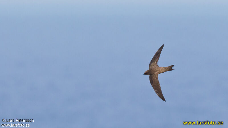 Pallid Swift