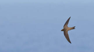 Pallid Swift