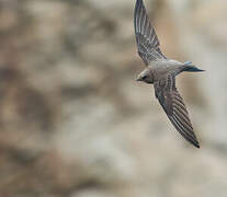 Pallid Swift