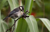 Mésange de Chine