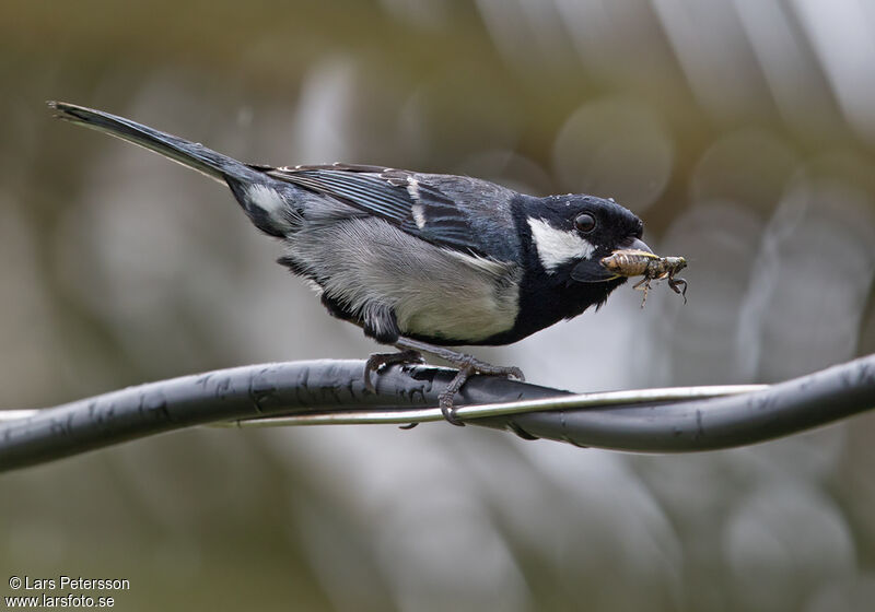 Cinereous Tit