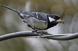 Cinereous Tit