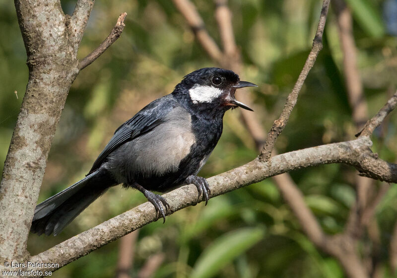 Cinereous Tit