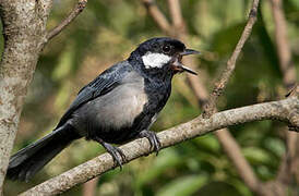 Cinereous Tit