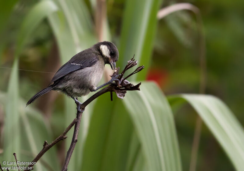 Mésange indienne