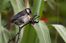 Cinereous Tit