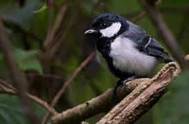 Cinereous Tit