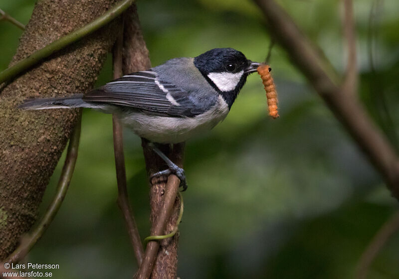 Mésange indienne