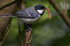 Cinereous Tit