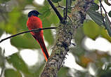 Minivet vermillon