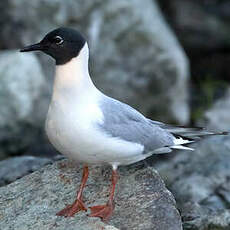 Mouette de Bonaparte