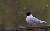 Mouette pygmée