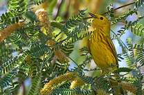 Paruline jaune