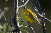 Paruline jaune