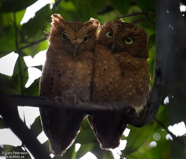 Sokoke Scops Owl - Otus ireneae - lape282342