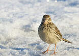 Pipit farlouse