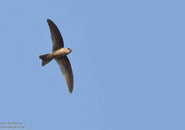 Indian Swiftlet - Aerodramus unicolor - lape269797