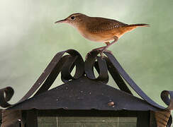 Southern House Wren