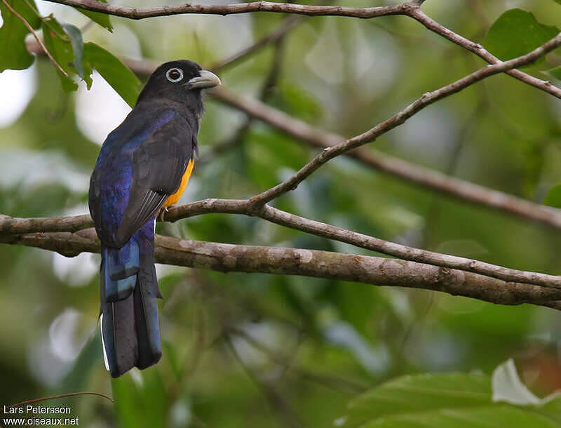 Trogon De Panama Mâle Adulte Lape285306