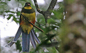 Trogon de Reinwardt