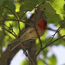 Paruline à face rouge