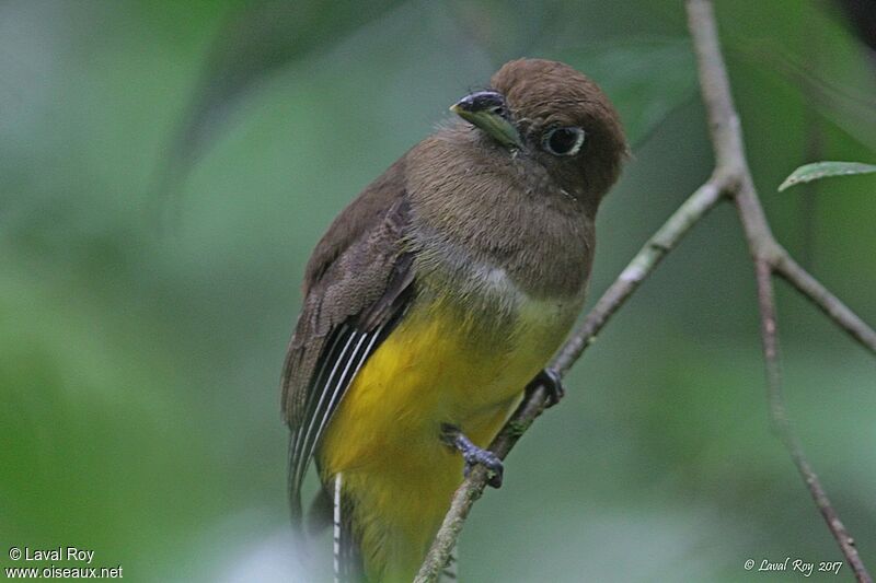 Trogon de Cabanis