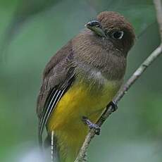 Trogon de Cabanis