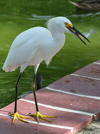 Aigrette neigeuse