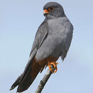 Faucon kobez - Falco vespertinus 