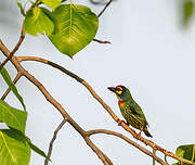 Barbu à plastron rouge