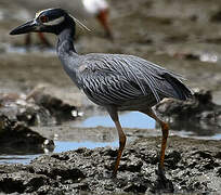 Yellow-crowned Night Heron