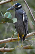 Yellow-crowned Night Heron