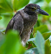 Yellow-crowned Night Heron