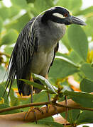 Yellow-crowned Night Heron