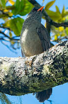 Bulbul de Maurice