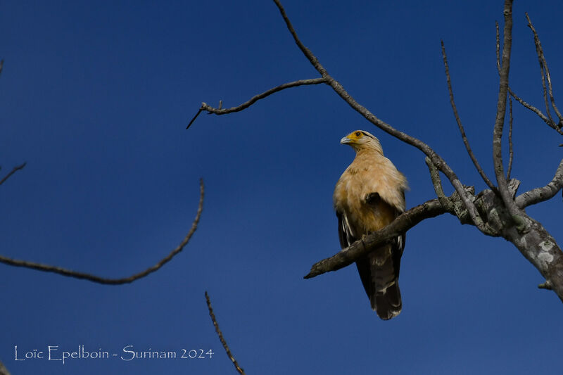 Caracara à tête jaune