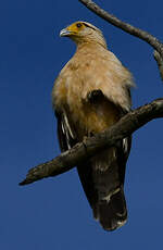 Caracara à tête jaune