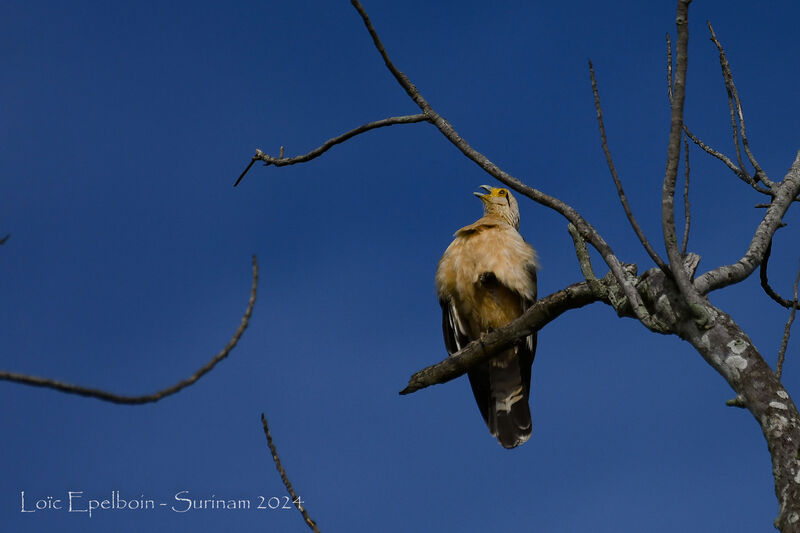 Caracara à tête jaune