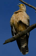 Caracara à tête jaune