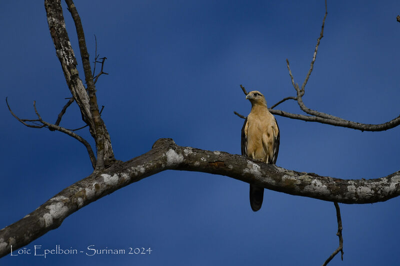 Caracara à tête jaune