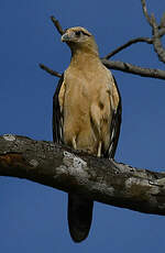 Caracara à tête jaune