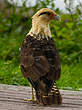 Caracara à tête jaune