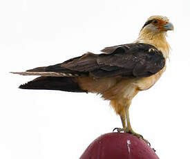 Caracara à tête jaune