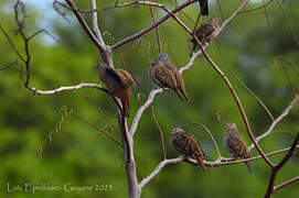 Ruddy Ground Dove