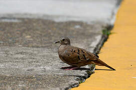 Ruddy Ground Dove